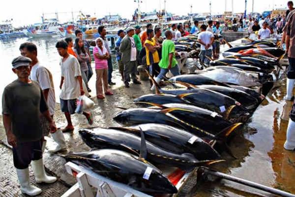Indonesia Punya Laut Sumber Ikan Tuna Terbesar di Dunia - Mandala POS