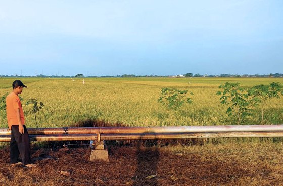 Sawah-yang-menghitam-akibat-terkena-tumpahan-minyak