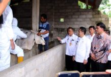 Antisipasi PMK Jelang Idul Adha, Pemkab Lampura Mulai Gencarkan Vaksinasi Ternak Sapi