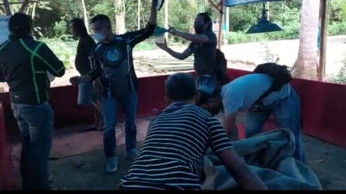 judi sabung ayam digerebek