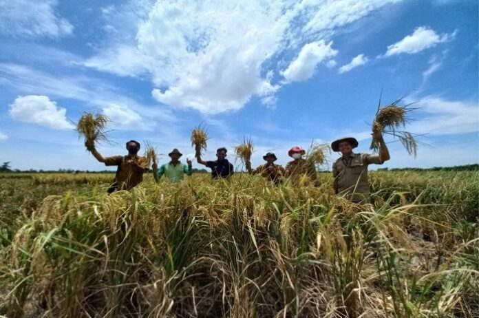 Kecamatan Kedokanbunder Miliki 1.916 Hektar Lahan Pertanian Pangan Berkelanjutan
