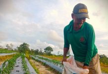 Dari Ladang Petani Natuna, Pupuk Indonesia Merawat Ketahanan Pangan di Ujung Negeri