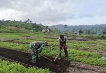Sertu Olih Solih Laksanakan Komsos Bersama Ketua Poktan Makmur Jaya di Desa Bukit Padi