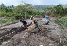 Babinsa Sertu Olih Solih Komsos dengan Petani Palawija di Desa Bukit Padi, Dorong Ketahanan Pangan Lokal