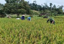 Babinsa Sertu Olih Solih Bantu Panen Padi Poktan Sidodadi di Desa Bukit Padi