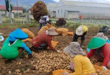 Produktivitas Kentang Kerinci Naik 8,76 Persen, Kementan Dorong Hilirisasi dan Perluasan Pasar