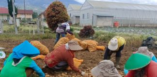 Produktivitas Kentang Kerinci Naik 8,76 Persen, Kementan Dorong Hilirisasi dan Perluasan Pasar