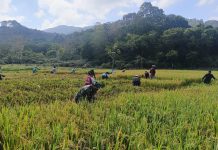 Babinsa Sertu Olih Solih Bantu Petani Panen Padi di Bukit Padi, Perkuat Ketahanan Pangan di Jemaja Timur