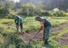 Babinsa Serma Edi Sucipto Bantu Petani Bersihkan Lahan Tanam Semangka di Bukit Padi