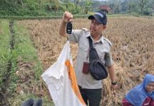 Peran Aktif Penyuluh Pertanian Dorong Percepatan Tanam dan Peningkatan Produktivitas Padi di Desa Cimanggu