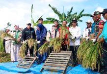 Perkuat Ketahanan Pangan, Bupati Karimun Panen Perdana Padi Gogo Cakrabuana