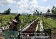 Babinsa Sertu Olih Solih Komsos dengan Petani, Dorong Ketahanan Pangan di Desa Bukit Padi