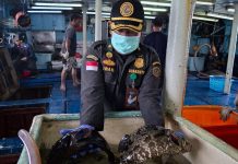 Natuna Ekspor 11 Ribu Ikan Hidup ke Hong Kong, Nilainya Tembus Rp1,2 Miliar