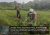 Serka Didih Sukiadi Dampingi Petani Panen Cabai, Dorong Penggunaan Bibit Unggul