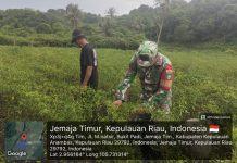 Serka Didih Sukiadi Dampingi Petani Panen Cabai, Dorong Penggunaan Bibit Unggul