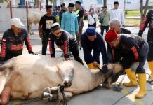 Pemko Batam Salurkan 66 Hewan Kurban hingga ke Hinterland, Pastikan Iduladha Dirayakan Merata