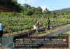 Babinsa Sertu Olih Solih Bantu Panen Cabai Warga Bukit Padi, Dorong Ketahanan Pangan Desa