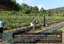 Babinsa Sertu Olih Solih Bantu Panen Cabai Warga Bukit Padi, Dorong Ketahanan Pangan Desa