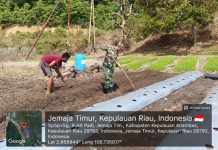 Babinsa Sertu Olih Solih Dampingi Petani Cabai, Dorong Ketahanan Pangan dan Kemandirian Desa