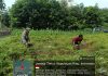 Babinsa Sertu Olih Solih Dorong Petani Kembangkan Cabai, Perkuat Ketahanan Pangan di Jemaja Timur
