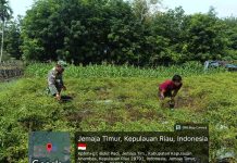 Babinsa Sertu Olih Solih Dorong Petani Kembangkan Cabai, Perkuat Ketahanan Pangan di Jemaja Timur