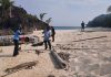 Pulau Senua Terancam, Komunitas Lingkungan Soroti Sampah hingga Ancaman terhadap Penyu