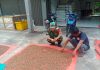 Babinsa Koramil 04/Letung Komsos dengan Penampung Buah Kepayang di Jemaja