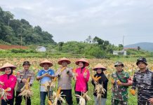 Babinsa Koramil 04/Letung Hadiri Panen Jagung Ketahanan Pangan di Desa Bukit Padi
