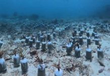 Gerakan Massal Tanam Karang HUT Ke-27 Natuna Bangun Ekonomi Biru Berbasis Konservasi