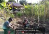 Babinsa Koramil 04/Letung Ajak Petani Bukit Padi Perkuat Ketahanan Pangan melalui Pertanian